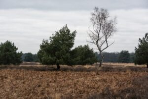 Lees meer over het artikel Valkenhorst, Spintersberg en Leenderbos