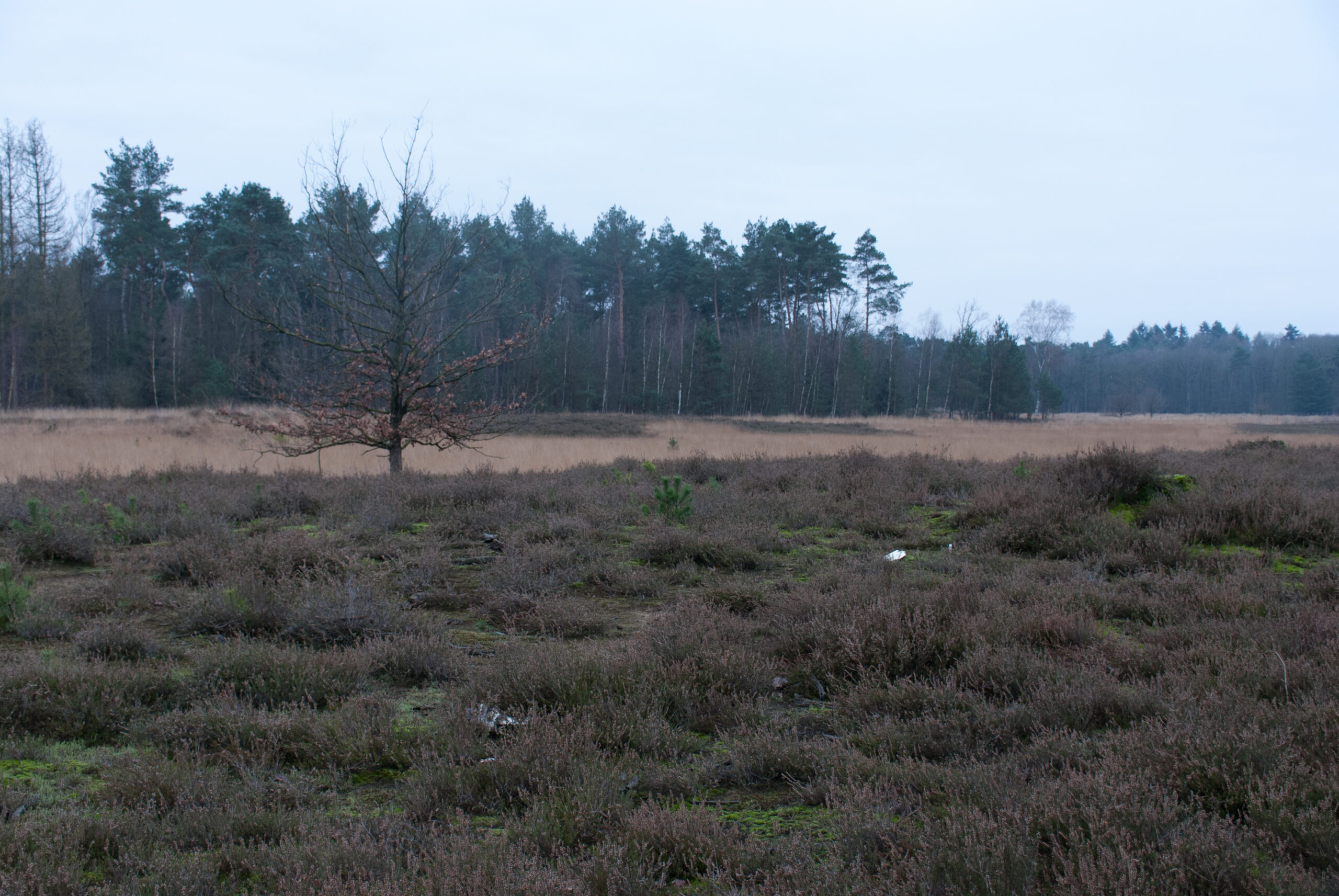 Je bekijkt nu Molenheide.