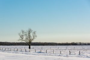 Lees meer over het artikel Winterwandeling Lange Bleek