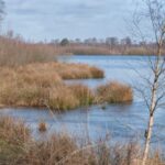 Helenaveen, Broemeerbos en Mariapeel