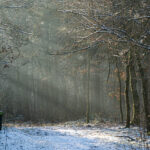 Wandeling vanuit Baarschot, Vlierden.